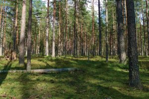 Клавдієво-Тарасове Київська область відпочинок